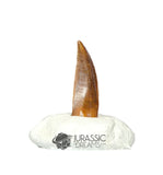 20359 - Nicely Preserved Kryptops palaios Abelisaurid Theropod Dinosaur Premaxillary Tooth