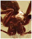 J332 - Museum Grade Large SPIDER & VELVET ANT Rare MUTILLIDAE Fossil Inclusion Genuine BALTIC AMBER + HQ Picture