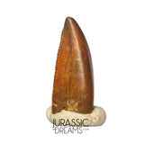 S313 - Rare Abelisaurid (cf Rugops sp) Premaxillary Dinosaur Tooth - Cretaceous KemKem Beds