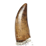 J561 - Tyrannosaur Dinosaur Tooth - Nanotyrannus sp - Late Cretaceous - Lance Creek Fm