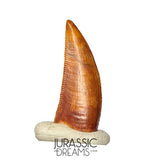 S272 - Gem Grade Abelisaurid (cf Rugops sp) Dinosaur Tooth - Cretaceous KemKem Beds