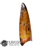 20009 - Gem Grade Carcharodontosaurus saharicus Dinosaur Premaxillary Tooth IN CATAWIKI AUCTION NOW