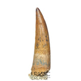 S315 - Gem Grade Suchomimus tenerensis Spinosaurid Partially Rooted Dinosaur Tooth - VISIBLE CARINA