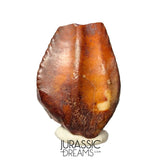 S481 - Exceedingly Rare Iguanodontian (cf Elrhazosaurus or Lurdusaurus) Dinosaur Tooth - Lower Cretaceous