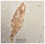 S251 - Nicely Preserved "Diplomystus dentatus" + "Knightia eocaena" Fossil Fishes - Eocene Age from USA
