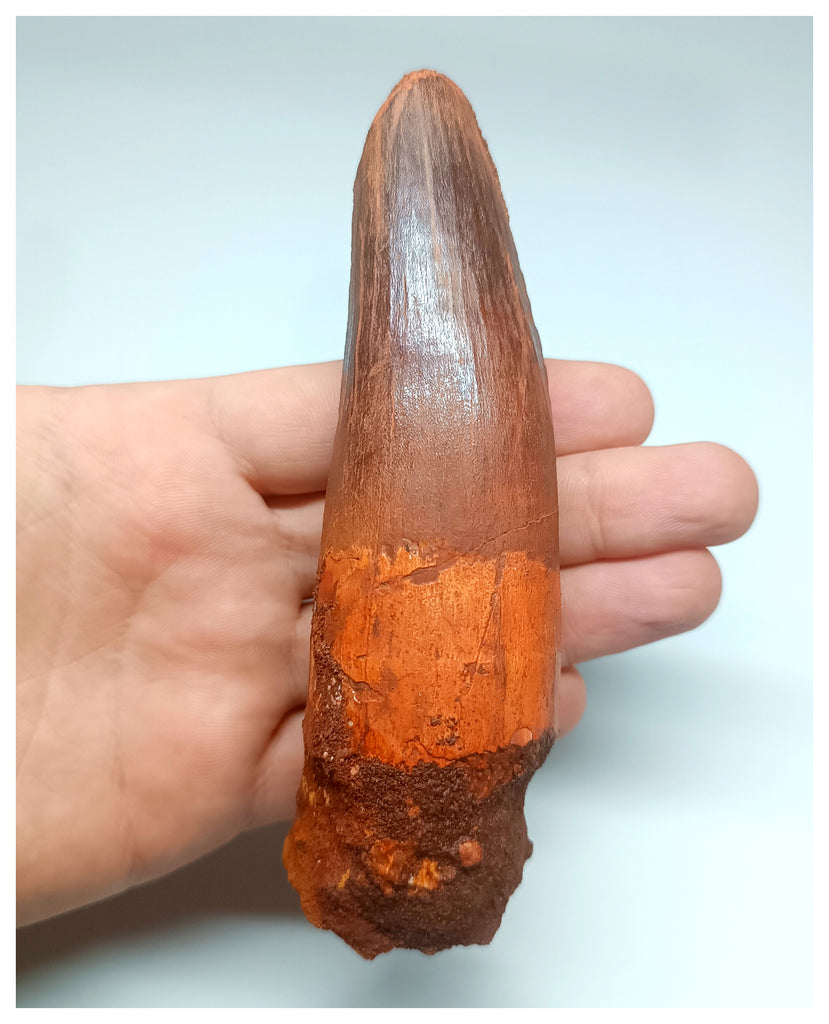 1049 - Massive Rooted Spinosaurus aegyptiacus 5.11'' Dinosaur Tooth