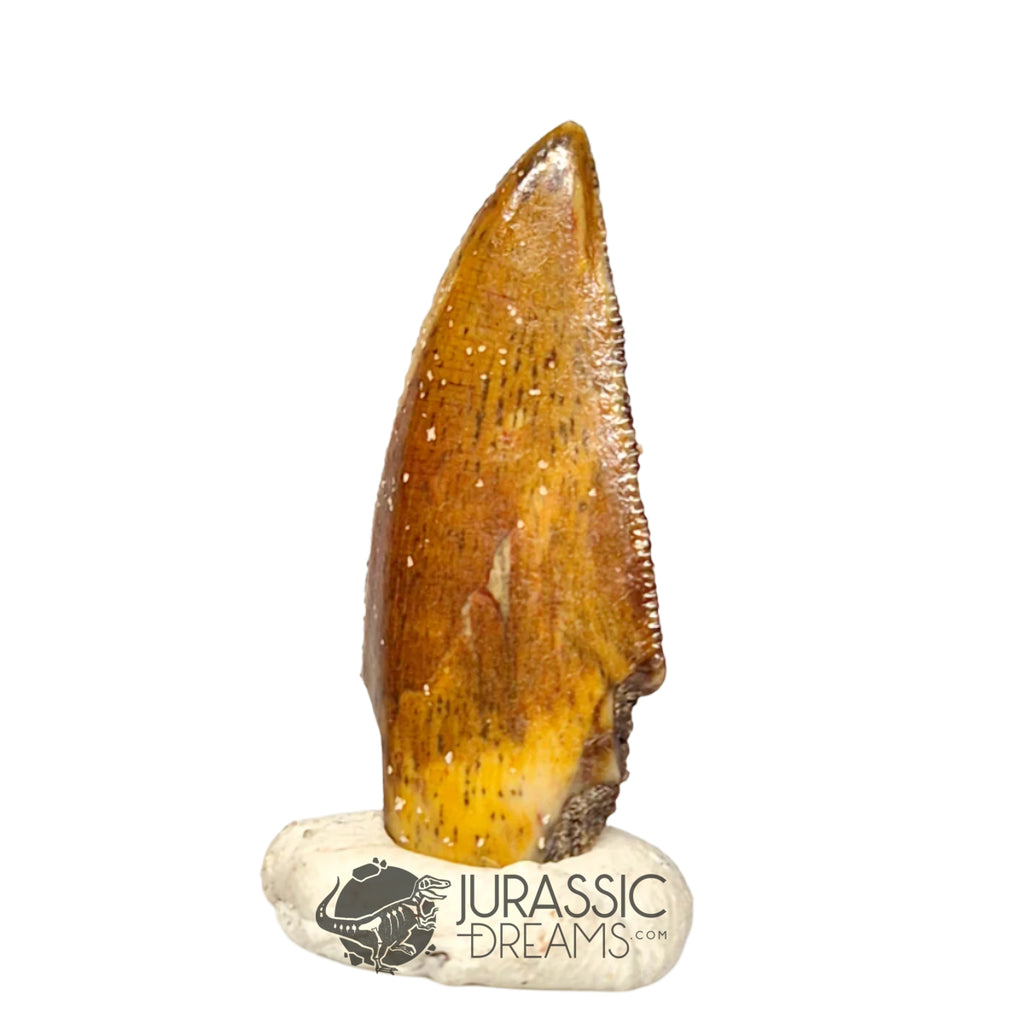 20414 - Nicely Preserved Kryptops palaios Abelisaurid Theropod Dinosaur Tooth