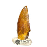 20414 - Nicely Preserved Kryptops palaios Abelisaurid Theropod Dinosaur Tooth
