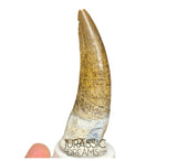 S80 - Nicely Preserved Suchomimus tenerensis Spinosaurid Dinosaur Tooth
