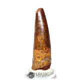 20176 - Nicely Preserved Spinosaurus aegyptiacus Dinosaur Tooth