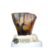 20160 - Finest Grade Ouranosaurus Basal Hadrosaurid Dinosaur Tooth - Cretaceous Elrhaz Fm IN CATAWIKI AUCTION