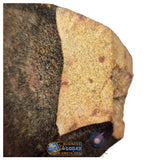 S78 -  "NWA 17599" MAIN MASS Fresh Eucrite (unbrecciated) HED Achondrite Meteorite 1280g