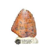20019 -Exceedingly Rare Unidentified Basal Iguanodontian Dinosaur Tooth