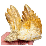J526 - Huge Basilosaurid cf Pappocetus (Whale Ancestor) Molar Teeth in Partial Dentary Bone