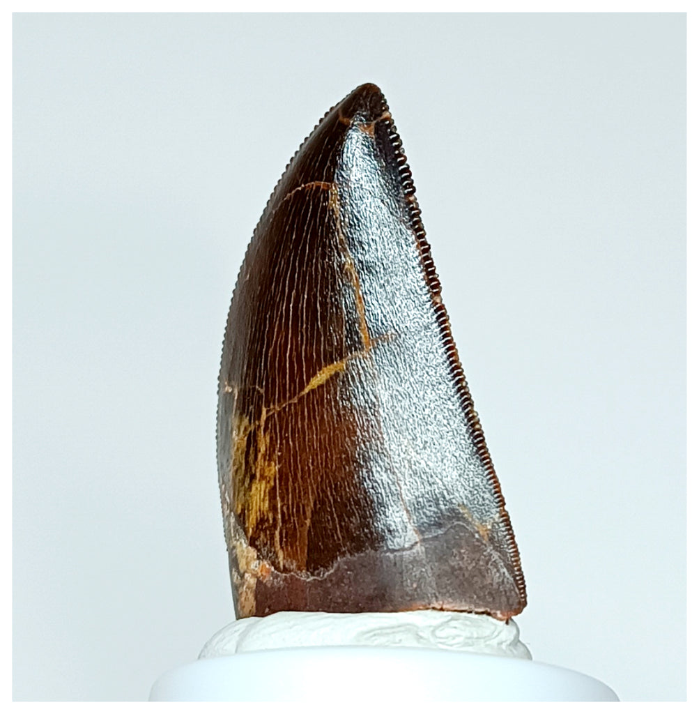 1021 - Gem Grade Carcharodontosaurus saharicus 1.25'' Dinosaur Tooth