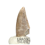 S217 - Top Rare Majungasaurus crenatissimus Abelisaurid Dinosaur PREMAXILLARY Tooth
