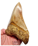 J563 - Gem Grade Huge Killer Megalodon Tooth from Rare Indonesia Location
