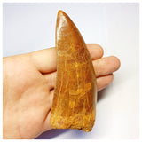 1313 - Huge Carcharodontosaurus saharicus Dinosaur Tooth - Cretaceous KemKem Beds