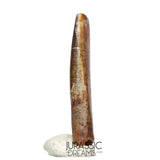 S98 - Top Rare Rooted Nigersaurus taqueti (Rebbachisaurid) Sauropod Dinosaur Tooth