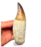 S258 - Outstanding Huge Thalassotitan atrox (Largest known mosasaur species) Rooted Tooth - Late Cretaceous