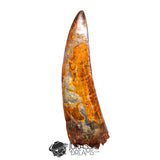 20018 - Top Huge Carcharodontosaurus saharicus Dinosaur Tooth