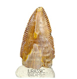 S69 - Top Rare Majungasaurus crenatissimus Abelisaurid Dinosaur PREMAXILLARY Tooth
