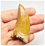 1384 - Nicely Preserved Carcharodontosaurus saharicus Dinosaur Tooth