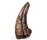 J115 - Top Rare Killer Alvarezsaurid Theropod Dinosaur Manus Claw - Lower Cretaceous Elrhaz Fm
