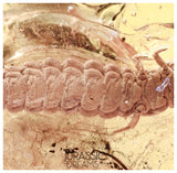 J11 - Great LARVAE Soft-Wing Flower Beetle MELYRIDAE Fossil Inclusion Genuine BALTIC AMBER + HQ Picture