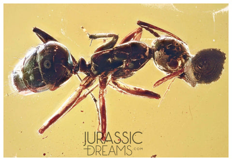 J35 - SUPERB Ant Formicidae Fossil Inclusion Genuine BALTIC AMBER + HQ Picture