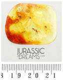 J19 - 2 Rare DAGGER FLIES Brachystomatidae & More Fossil Inclusion Genuine BALTIC AMBER + HQ Picture