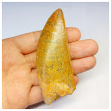 1314 - Gem Grade Carcharodontosaurus saharicus Dinosaur Tooth - Cretaceous KemKem Beds