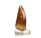 S390 - Nicely Preserved Abelisaurid (cf Rugops sp) Dinosaur Tooth - Cretaceous KemKem Beds