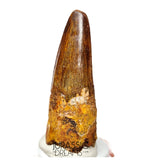 S130 - Nicely Preserved Spinosaurus aegyptiacus Dinosaur Tooth - Cretaceous KemKem Beds