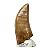 J566 - Tyrannosaur Dinosaur Tooth - Nanotyrannus sp - Late Cretaceous - Lance Creek Fm