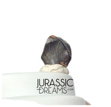 J427 - Exceedingly Rare Denversaurus schlessmani Nodosaurid Armored Dinosaur Tooth - Lance Creek Fm