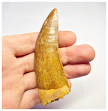 1382 - Huge Carcharodontosaurus saharicus Dinosaur Tooth - Cretaceous KemKem Beds