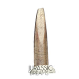 S63 - Top Rare Nigersaurus taqueti Sauropod Dinosaur Tooth