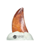 20226 - Gem Grade Juvenile Carcharodontosaurus saharicus Dinosaur Tooth