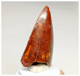 1074 - Gem Grade Carcharodontosaurus saharicus Dinosaur Tooth KemKem