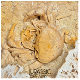 J284 - Finest Quality Fossil Crab (Potamon) Preserved in Travertine - Turkey Location