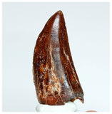 1017 - Nicely Preserved Carcharodontosaurus saharicus 1.96'' Dinosaur Tooth