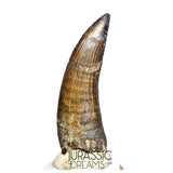 S46 - Top Huge Suchomimus tenerensis Spinosaurid Dinosaur Tooth