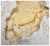 J183 - Huge Fossil Crab (Potamon) Preserved in Travertine - Turkey Location
