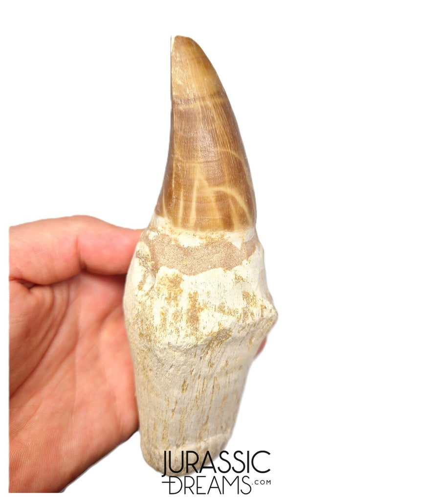 S317 - Outstanding "Mosasaurus hoffmanni" Rooted Tooth - Late Cretaceous - Rare Mosasaur Species