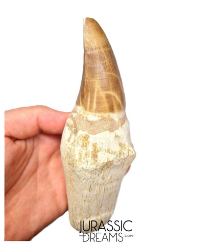 S317 - Outstanding "Mosasaurus hoffmanni" Rooted Tooth - Late Cretaceous - Rare Mosasaur Species