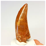 1316- Gem Grade Premaxillary Carcharodontosaurus saharicus Dinosaur Tooth