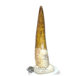 20027 - Gem Grade Large Suchomimus tenerensis Dinosaur Tooth - Lower Cretaceous IN CATAWIKI AUCTION NOW