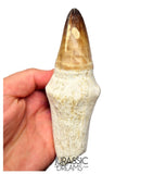S249 - Stunning Enormous Prognathodon Curii (Mosasaur) Rooted Tooth - Late Cretaceous Rare Mosasaur Species