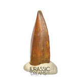 S313 - Rare Abelisaurid (cf Rugops sp) Premaxillary Dinosaur Tooth - Cretaceous KemKem Beds